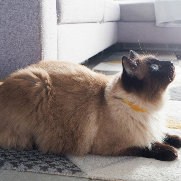 PLANT-BASED FLEA & TICK COLLAR FOR CATS