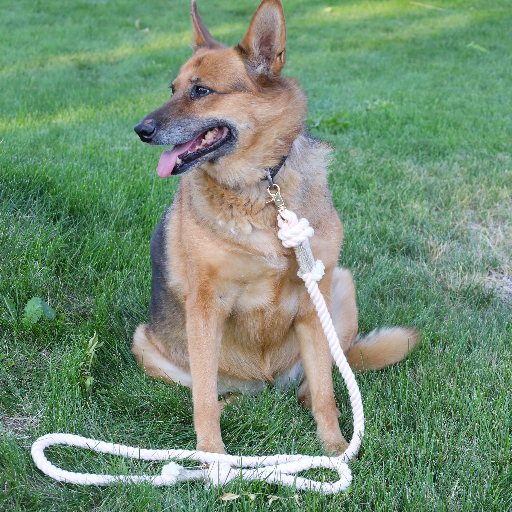 Cotton Rope Leash